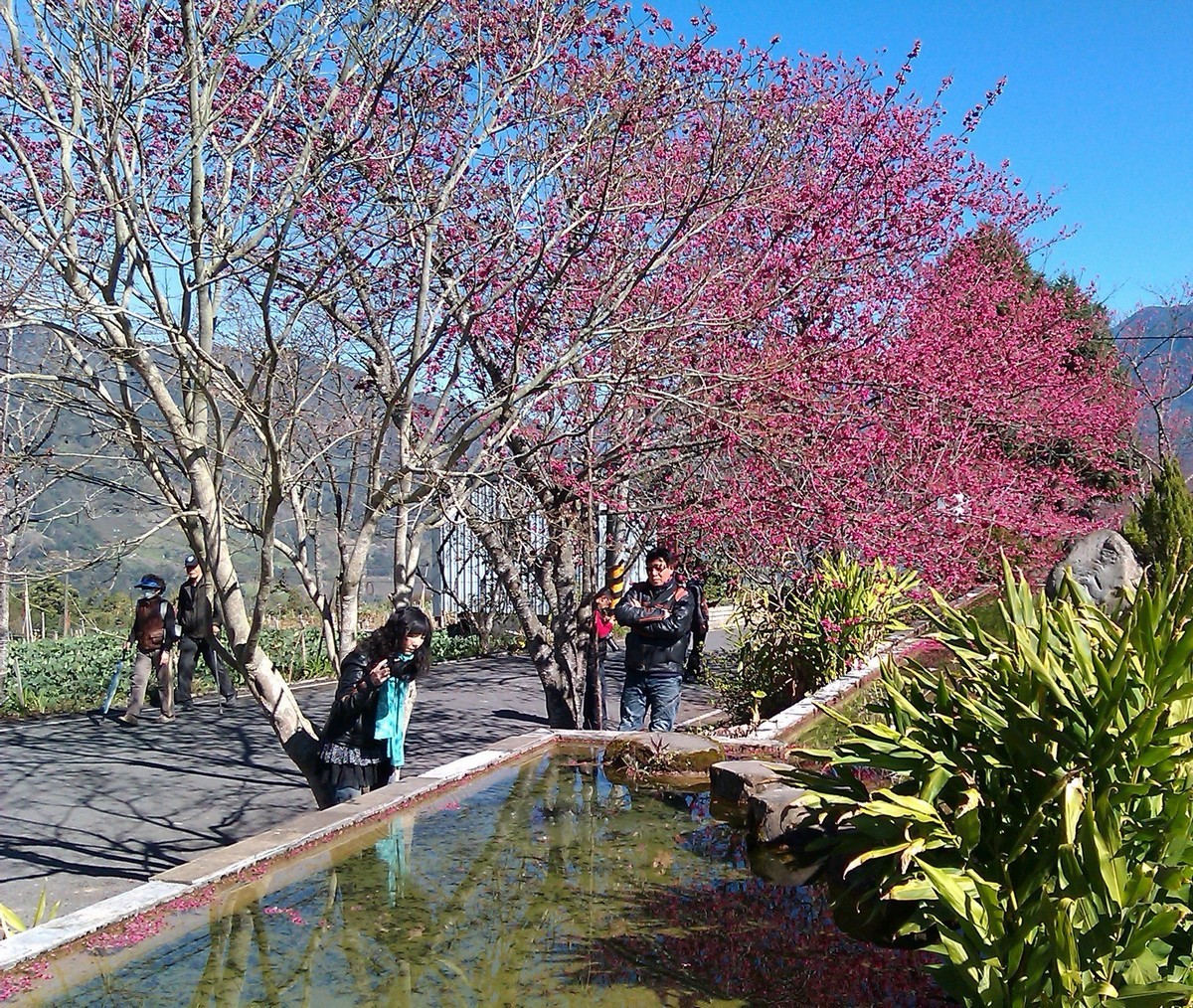 信義鄉櫻花季11日登場　草坪頭賞櫻賞景旅遊好去處