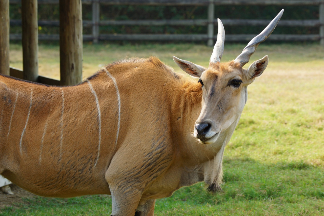 頑皮世界引進非洲最大羚羊種　要讓遊客驚艷