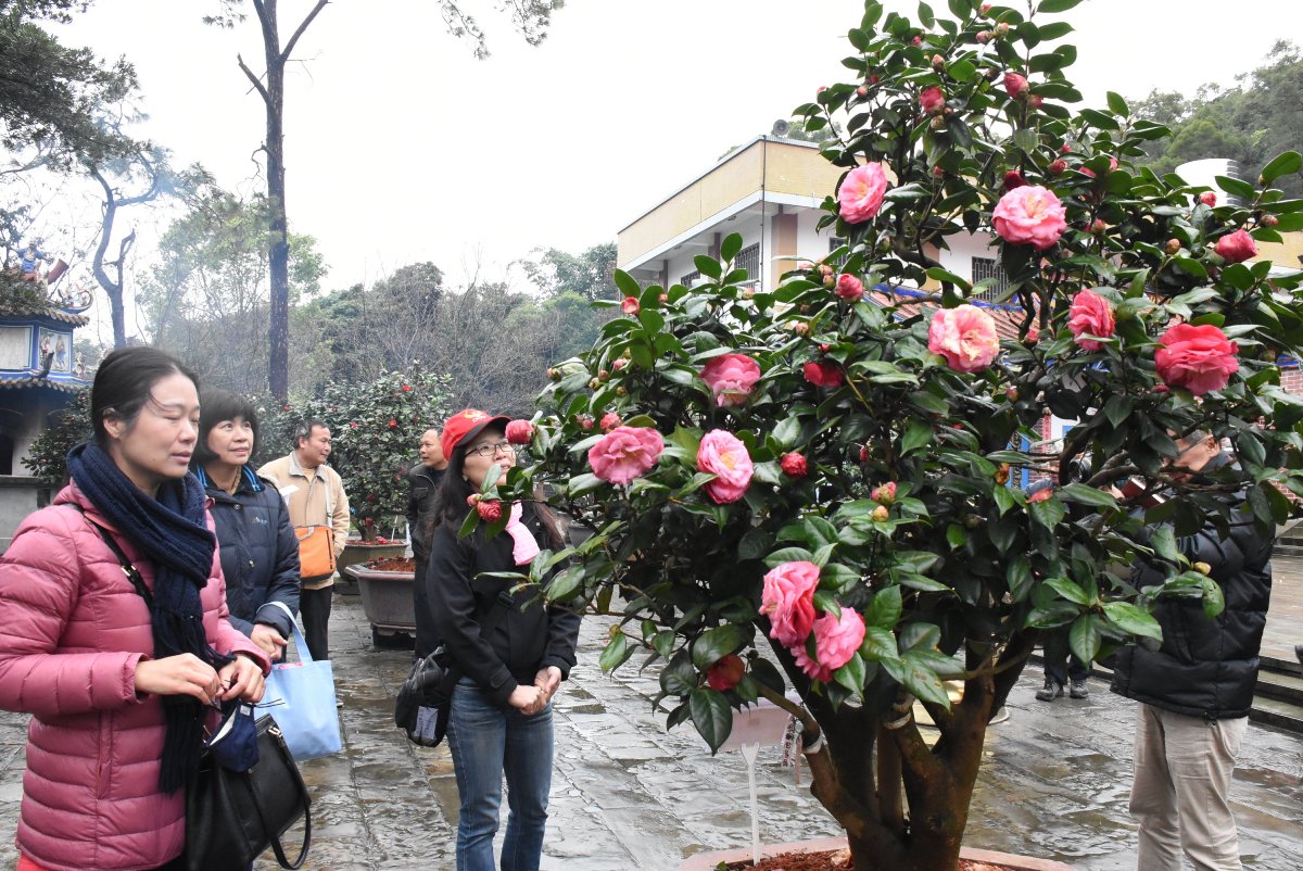 清水岩珍貴茶花展　賞花禮佛來一趟古蹟生態旅