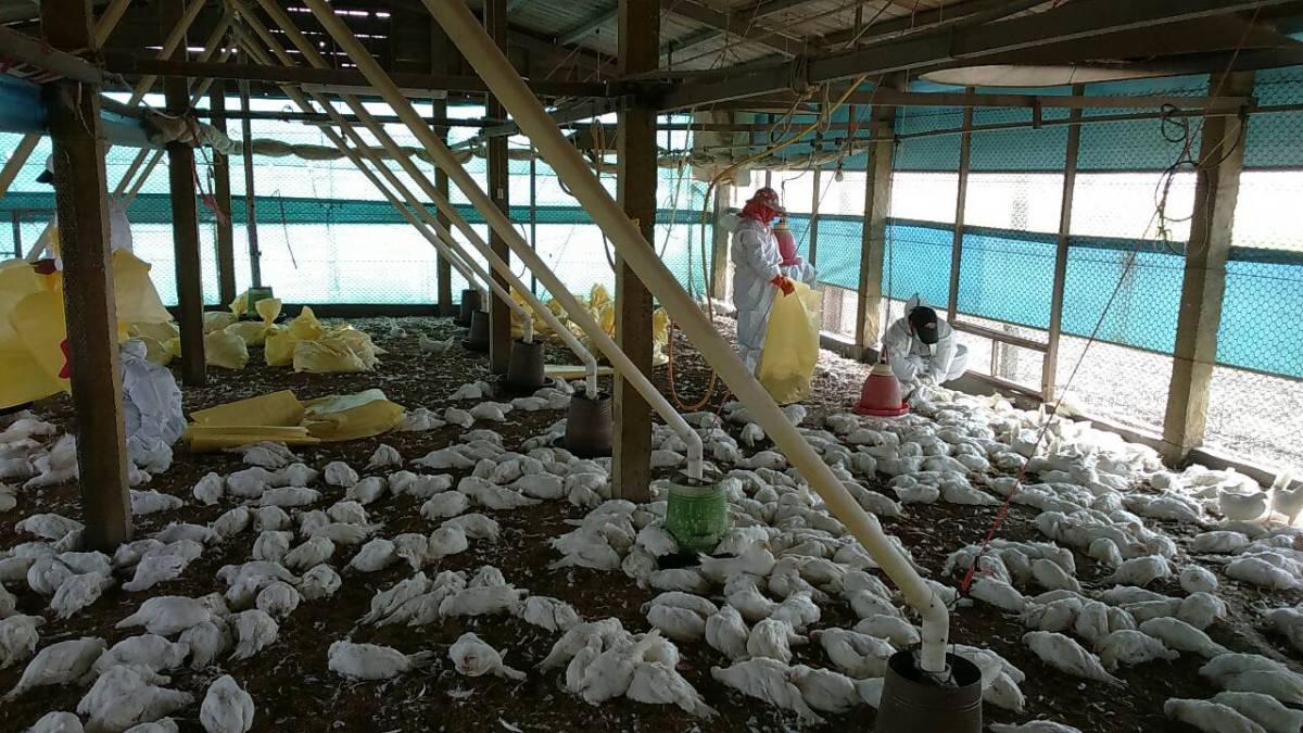 彰化禽流感疫情升温　撲殺萬隻儲備蛋雞