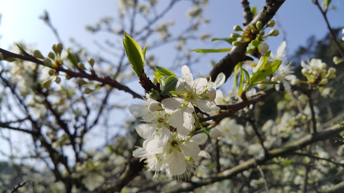 深坑阿柔洋賞花祕境　雪白李花滿枝頭