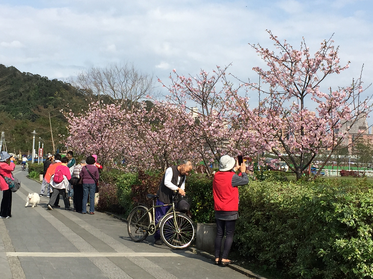 新興賞櫻景點　新店陽光公園粉紅花海綻放