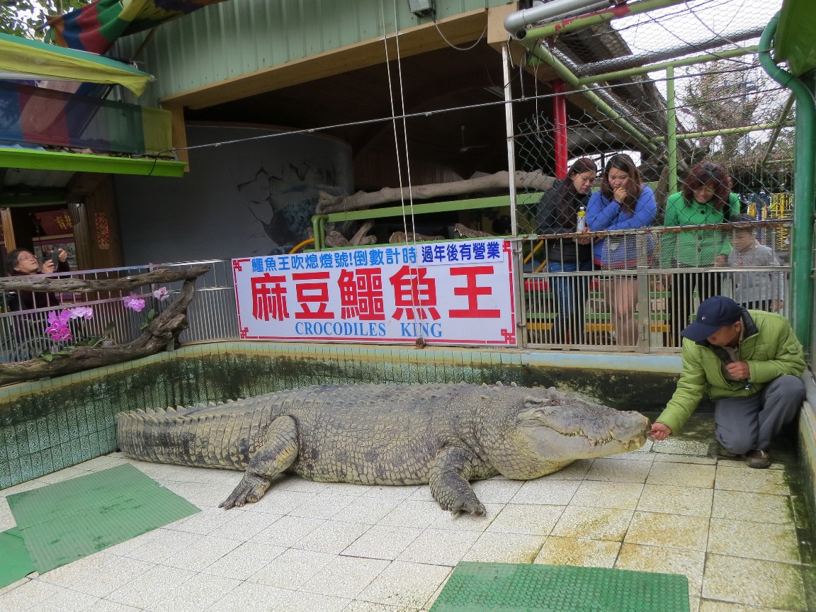 40多年「麻豆鱷魚王」將在6月熄燈　保握最後機會參觀