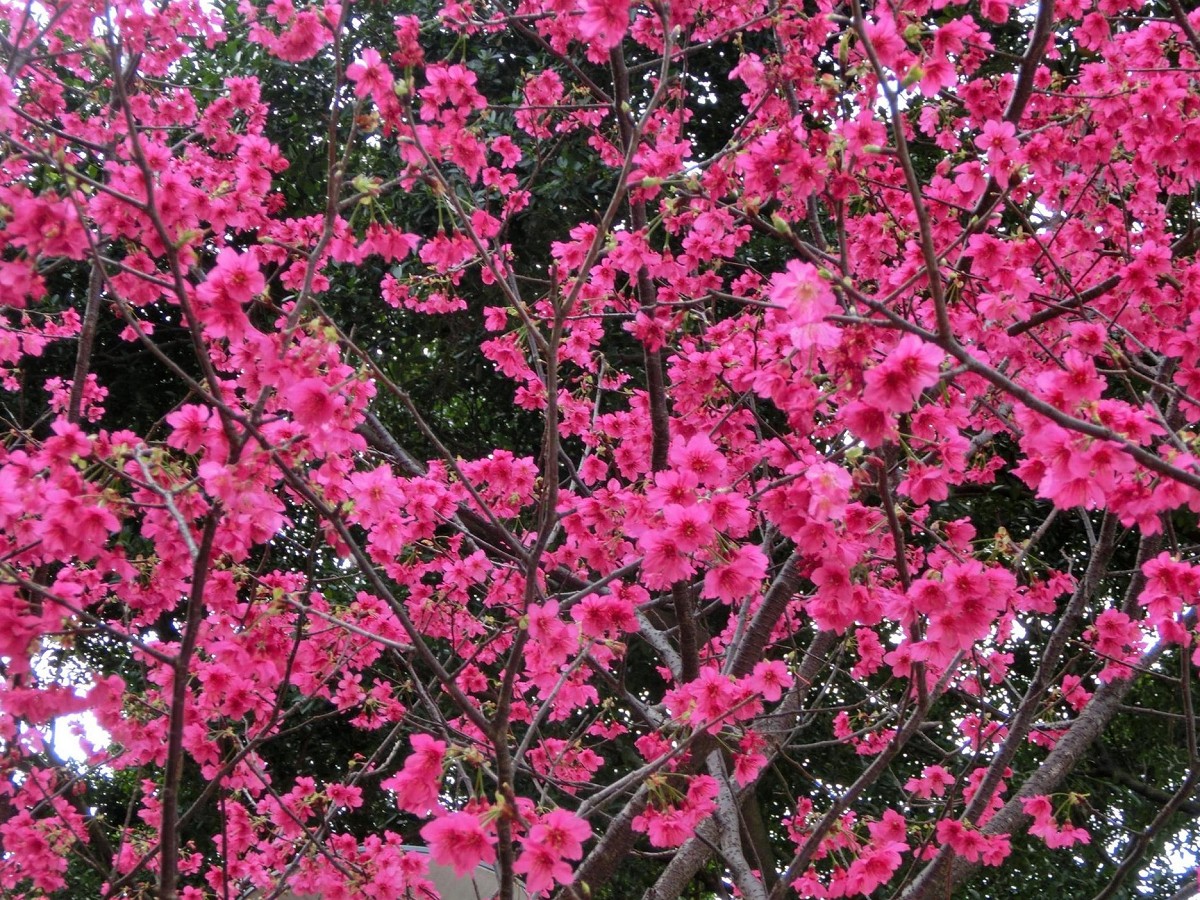 板橋櫻花綻放　溪洲公園美不勝收