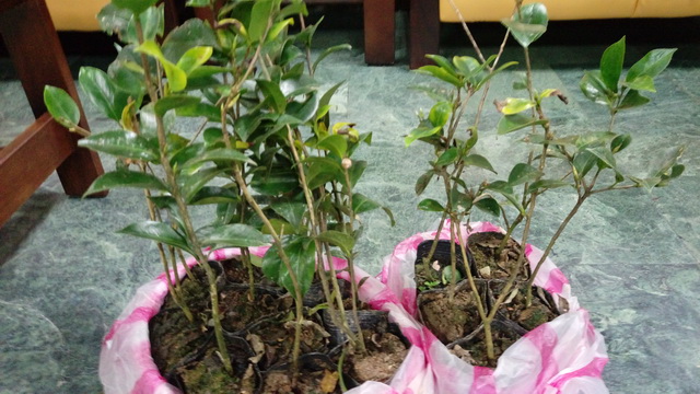 種樹美化環境　新竹林區管理處六地同步贈苗
