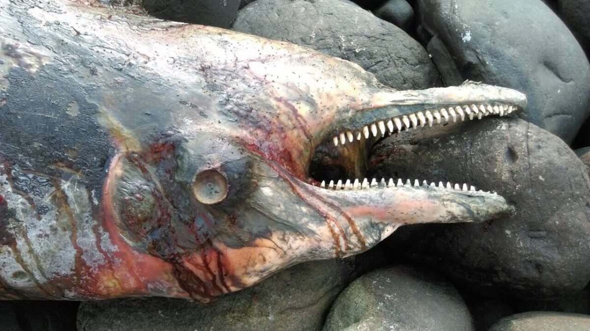 彰化沿海堤岸傳臭味　鯨豚擱淺死亡多日