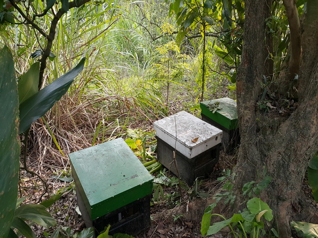 蜂蜜價貴鬆鬆　太平山區75箱蜂巢遭竊