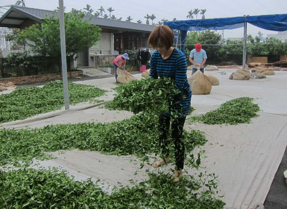 夫婦攜手打拚　高金揚為松柏嶺茶葉闖出名號