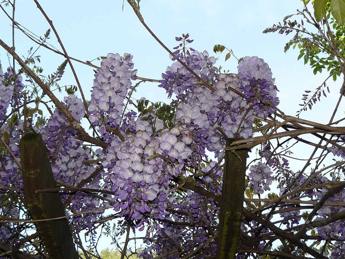 武陵森林遊樂區紫藤花開　花期僅一個月
