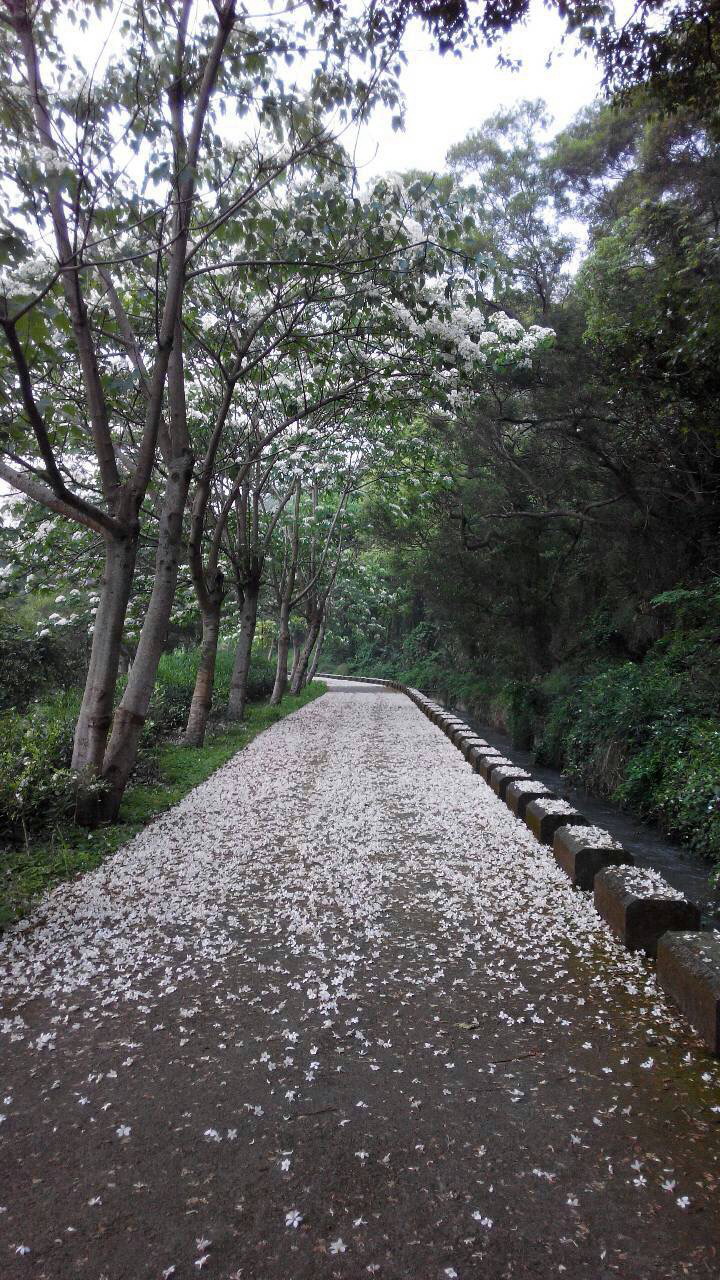 欣賞「五月雪」　台中外埔桐花季5/1登場