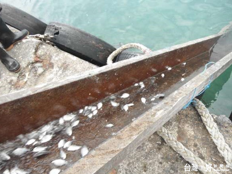 促進地方漁業永續發展　宜縣放流10萬尾黃鰭鯛魚苗