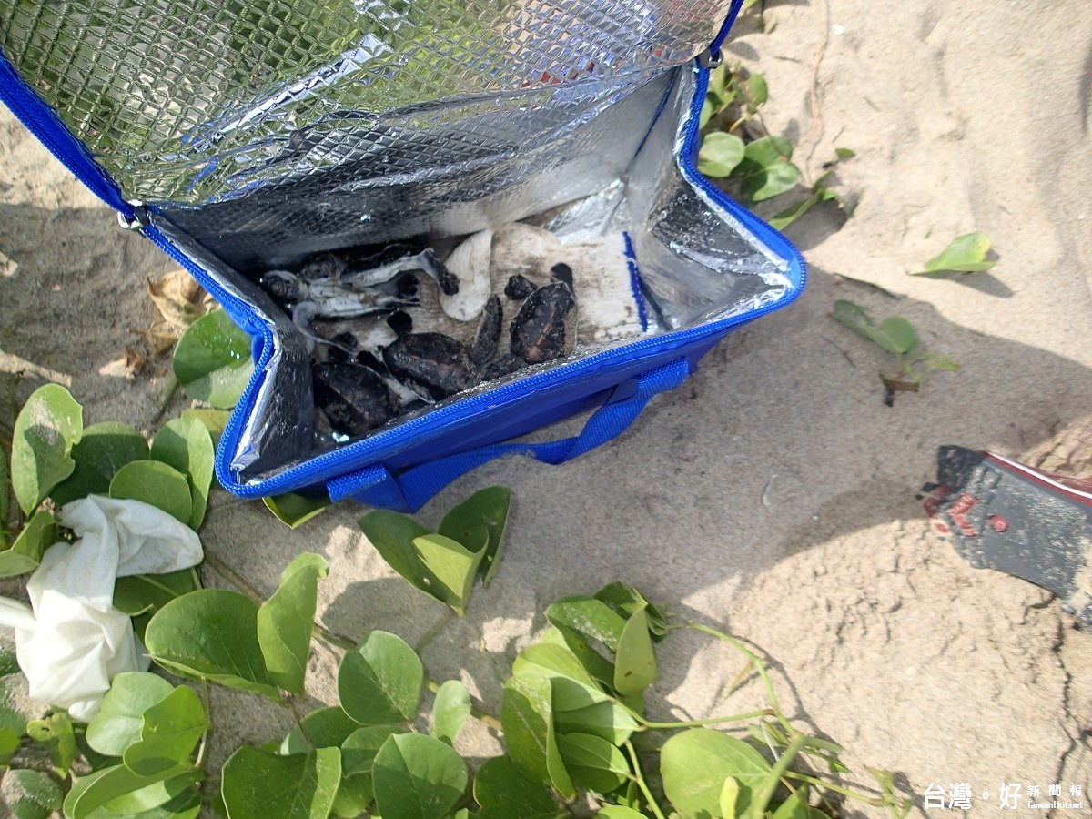 綠蠵龜嵵裡沙灘產卵　孵化率超出預期