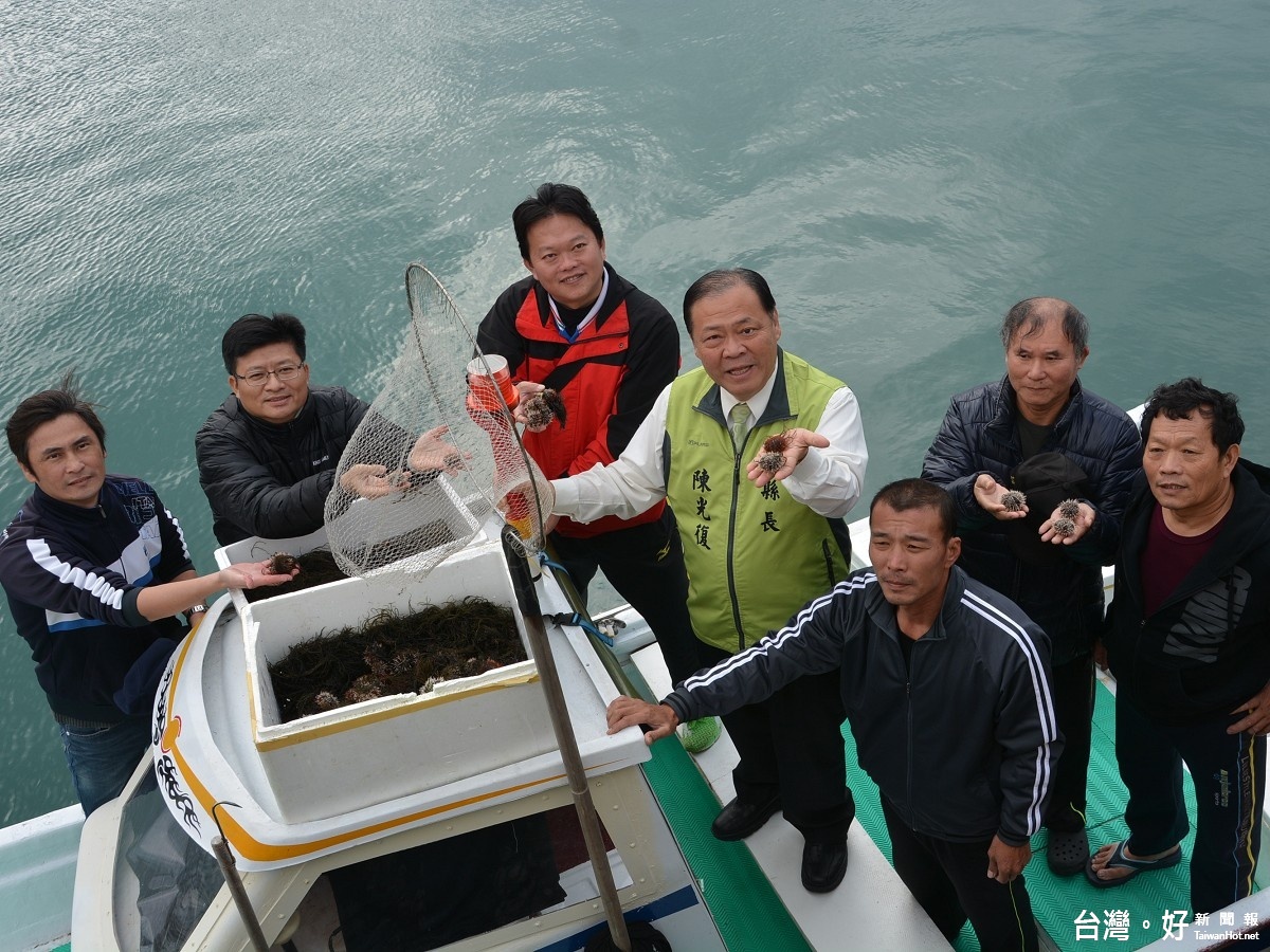 澎湖放流馬糞海膽苗　擬劃定烏崁保育區