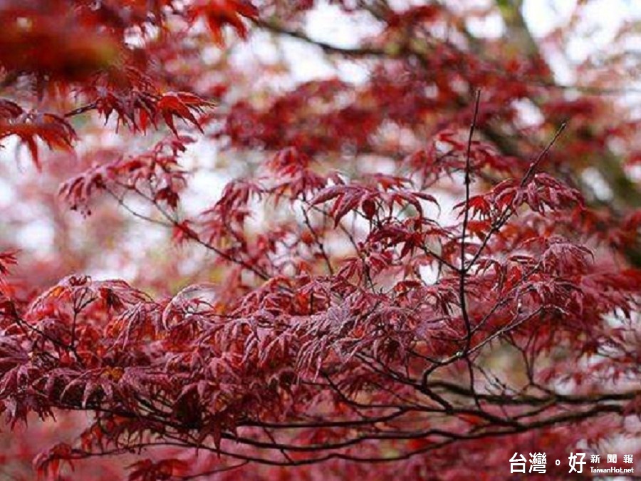 宛如置身紅葉隧道　太平山紫葉槭搖曳吸睛