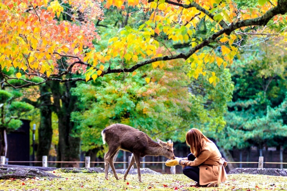 可以跟可愛的馴鹿直接接觸,讓鹿公園成為旅客必去景點。(圖/喜鴻旅行社提供)