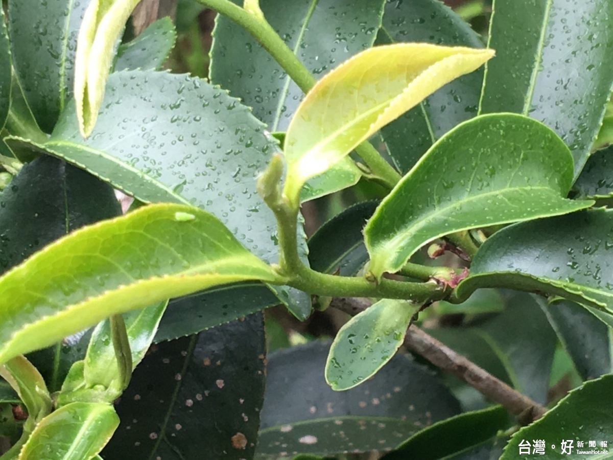 跟大自然和平共存，舞鶴山的茶樹上的小綠葉蟬，讓紅茶呈現蜜香風味。（圖／記者賴淑禎攝）