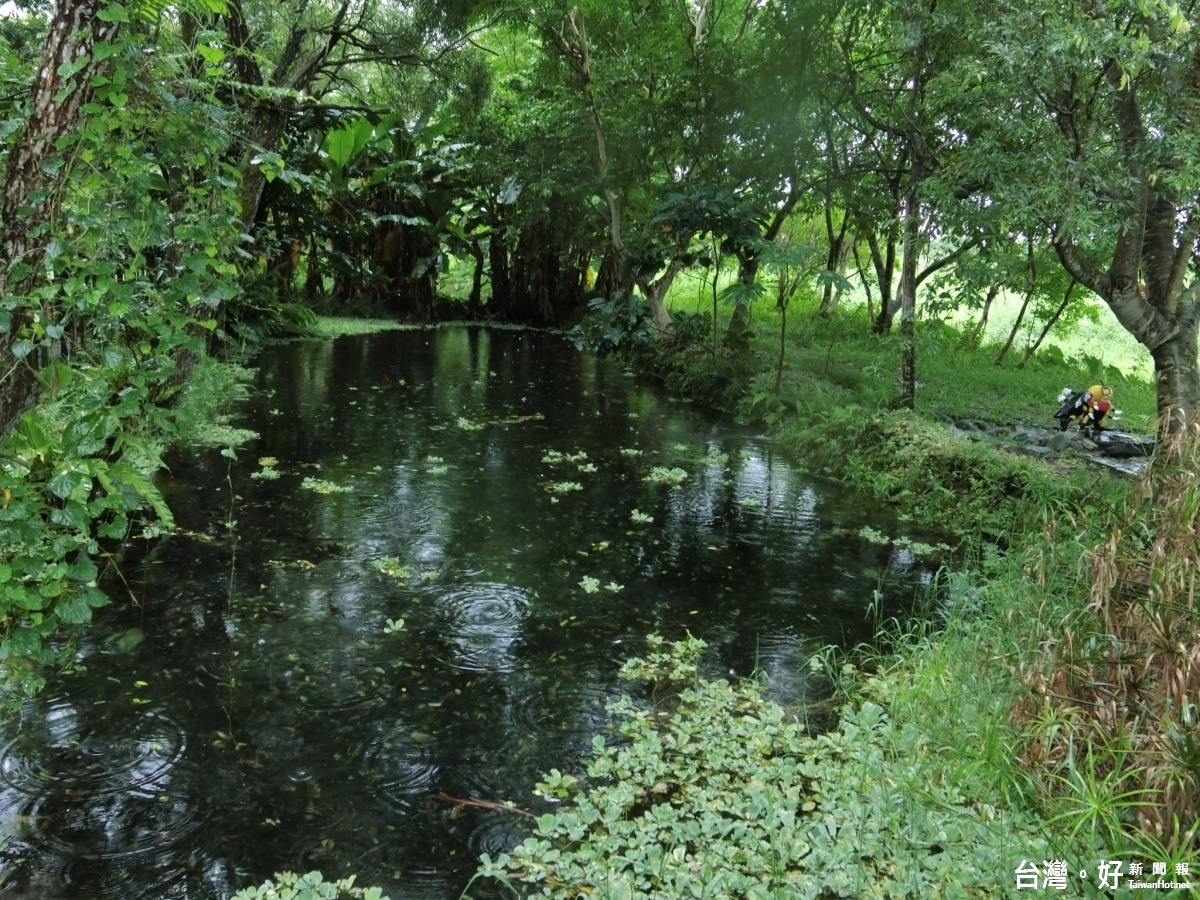 馬太鞍濕地內的小水塘清澈見底，魚蝦生態多樣化。（圖／記者賴淑禎攝）