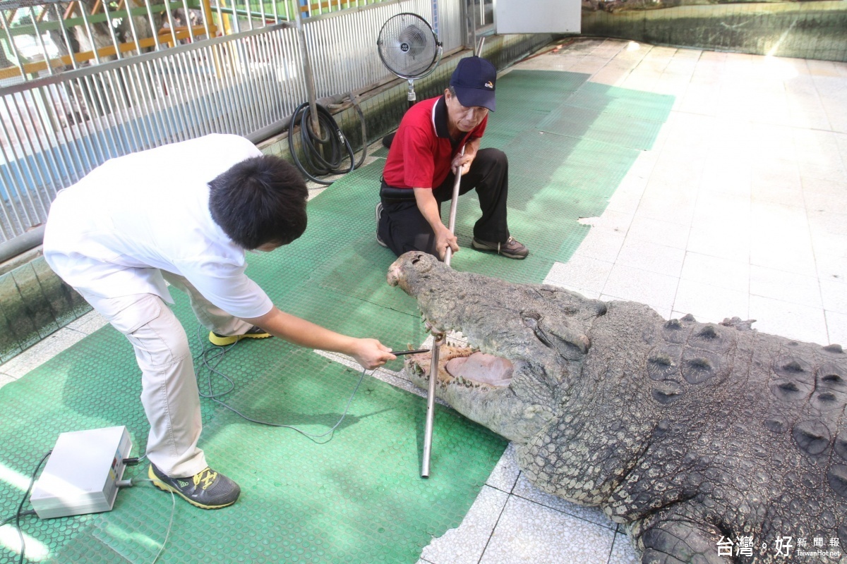 麻豆鱷魚王「小河」接受微整形　８月搬家到廈門動物園