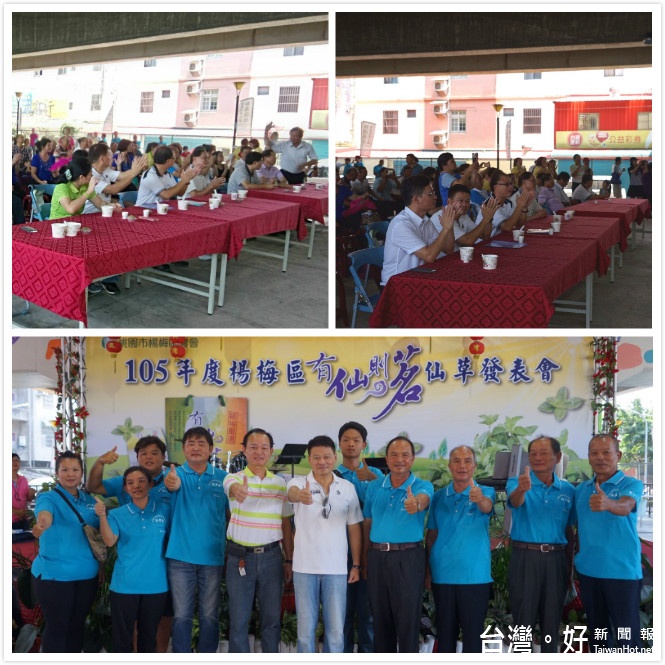 楊梅區農會「有仙則茗」仙草發表會,活動吸引了500多位民眾參加,熱鬧滾滾。