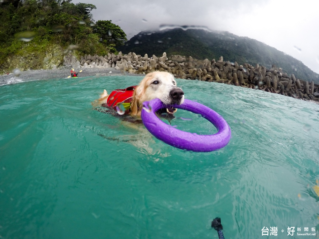 由於洛基的水性不錯，在他們划船的過程中不斷地跳水、上岸，而且因為有給牠穿救生設備，所以在需要拉牠一把的時候總能夠快速拉起，救援成功。（圖／取自洛基小聿媽部落格）