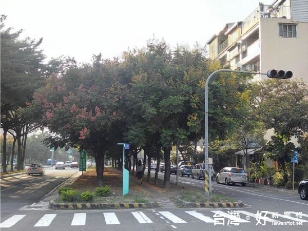 南市北區東豐路臺灣欒樹盛開,顯示秋天已近。