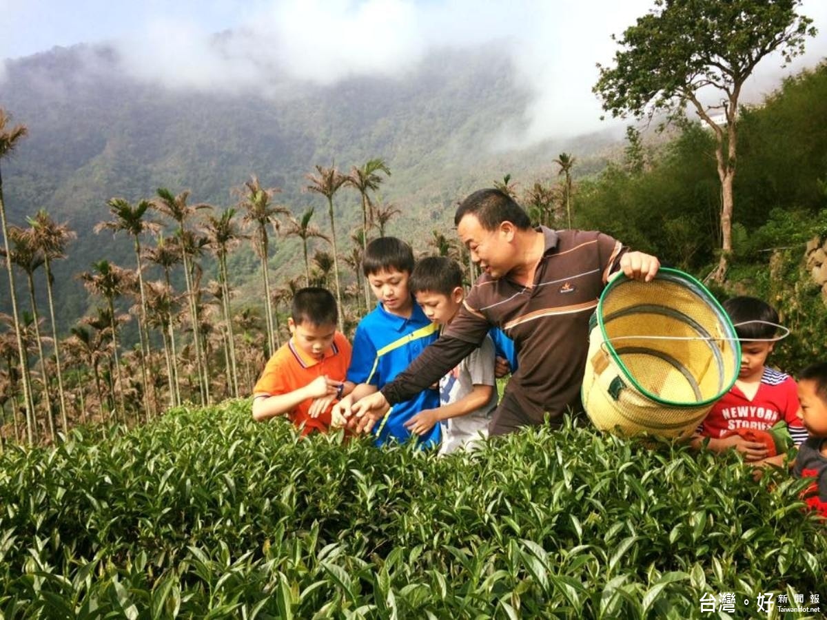 古坑樟湖生態中小學承租週邊茶園維護生態,也採獲70斤茶葉販售協助弱勢學童。(記者簡勇鵬攝)
