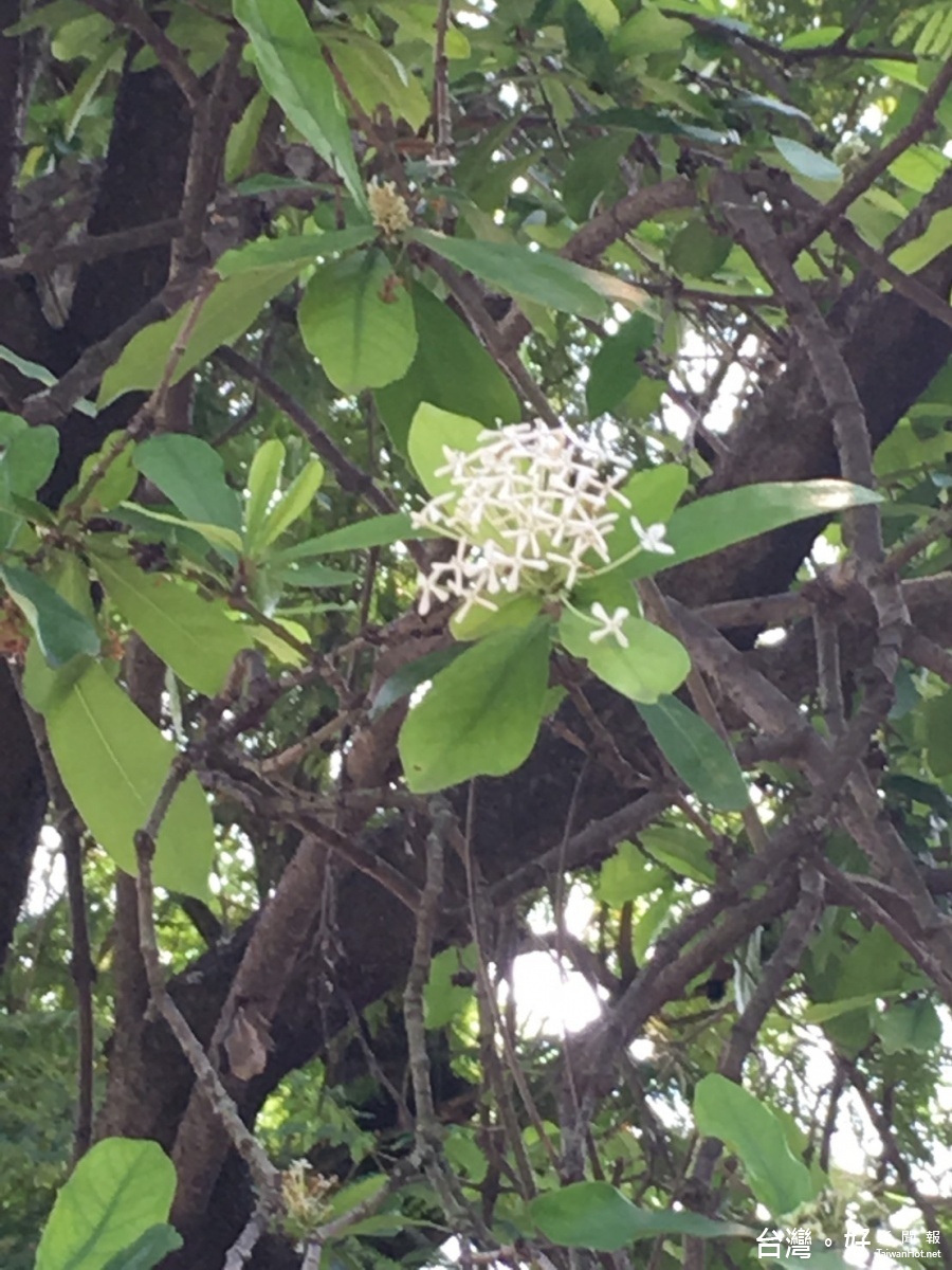 台南公園盛開白色仙丹　低頭抓寶之餘不妨也賞個花！