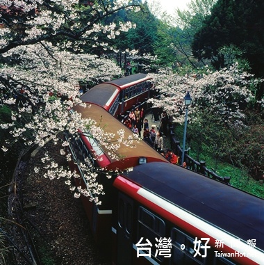 阿里山森林鐵路-森鐵與櫻花形成絕美景致。