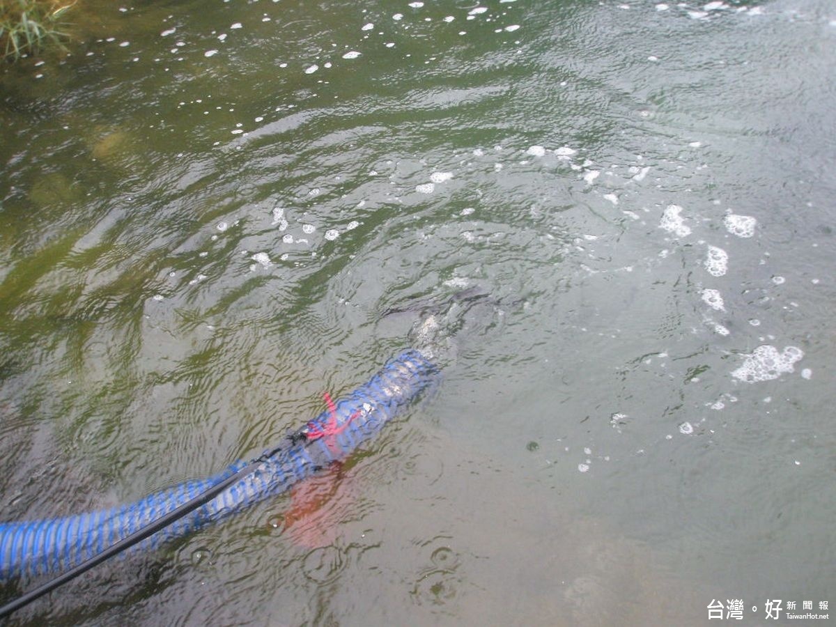 鯖魚(烏鰡)、鯁魚、曲腰魚(總統魚)、大頭鰱魚等共計八萬五千尾小魚苗經由管道進入日月潭中放養。