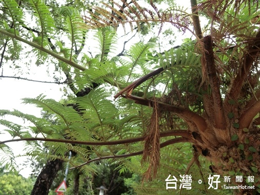 科博館植物園路旁筆筒樹樹枝常被折損。（記者賴淑禎攝）
