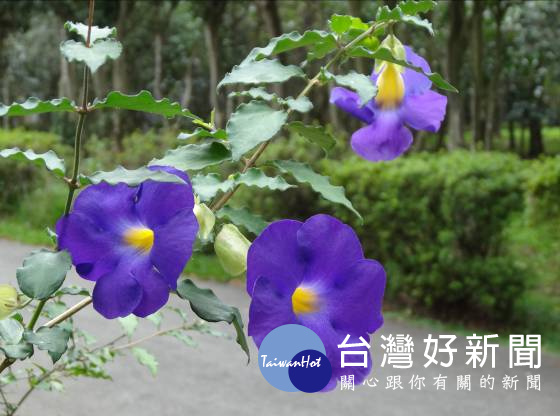紫 意降臨9月天北市花卉試驗中心綻放紫色夢幻 台灣好新聞taiwanhot Net