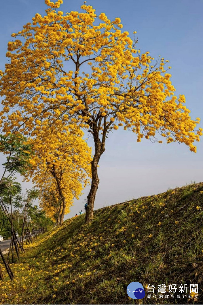貓羅溪左岸（西側）堤防上的黃花風鈴木今年也大爆發，鮮麗的黃花為單調的河岸增添熱鬧的顏色的。（圖/許淑華立服務處）