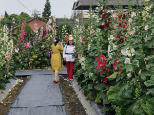 員林蜀葵花開了西區公園蜀葵花海週末登場。圖記者鄧富珍攝