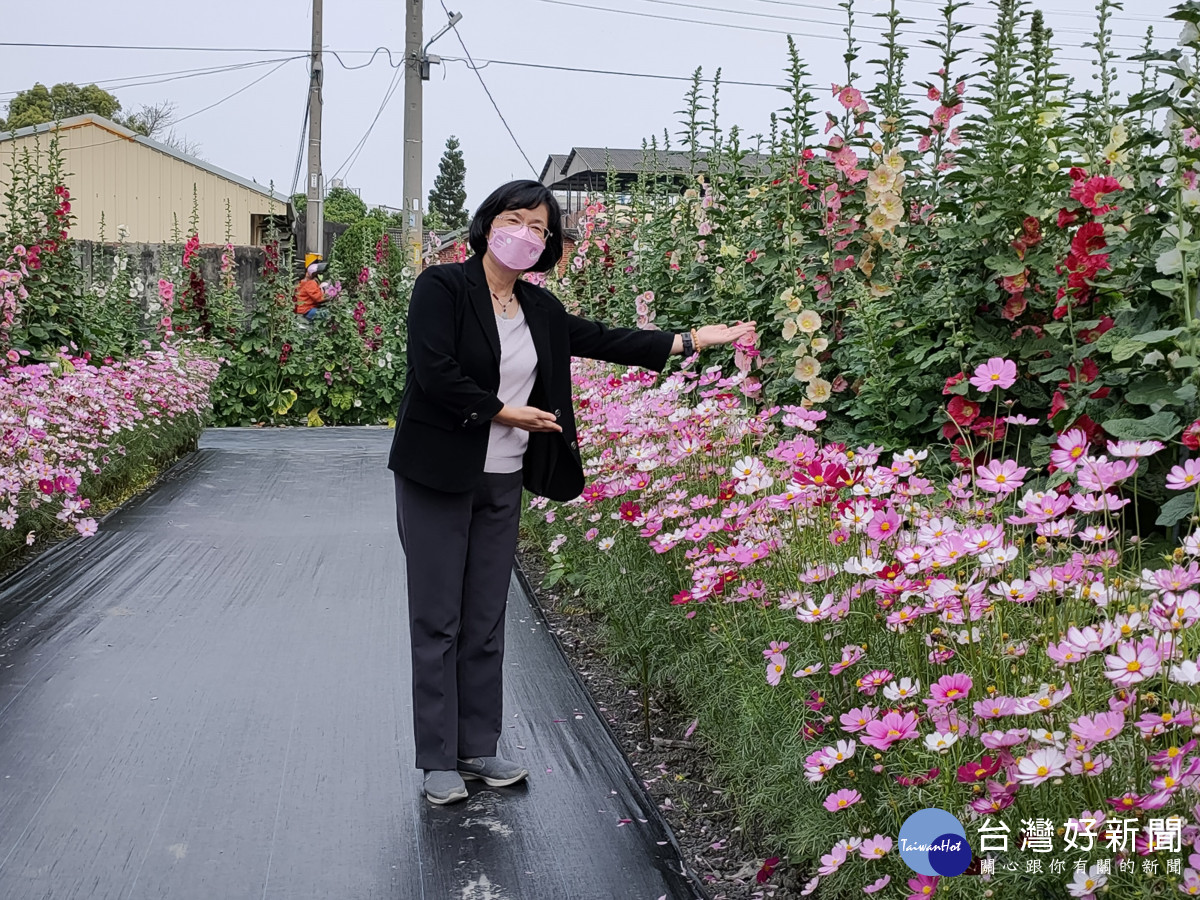 員林蜀葵花開了西區公園蜀葵花海週末登場。圖記者鄧富珍攝