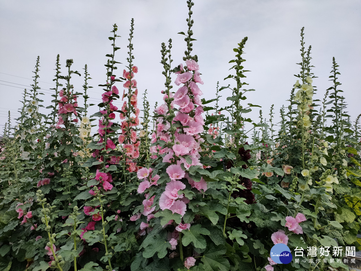 員林蜀葵花開了西區公園蜀葵花海週末登場。圖記者鄧富珍攝