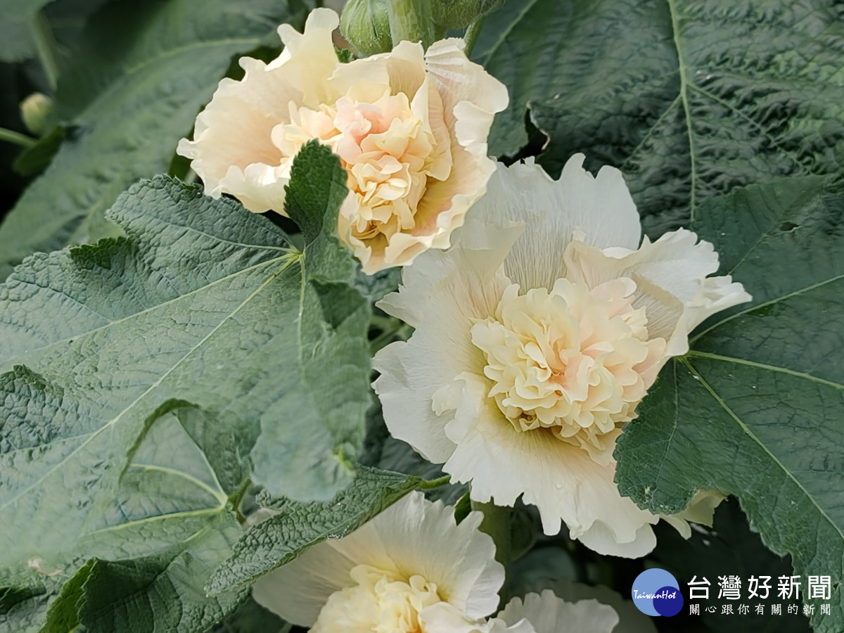 員林蜀葵花開了西區公園蜀葵花海週末登場。圖記者鄧富珍攝