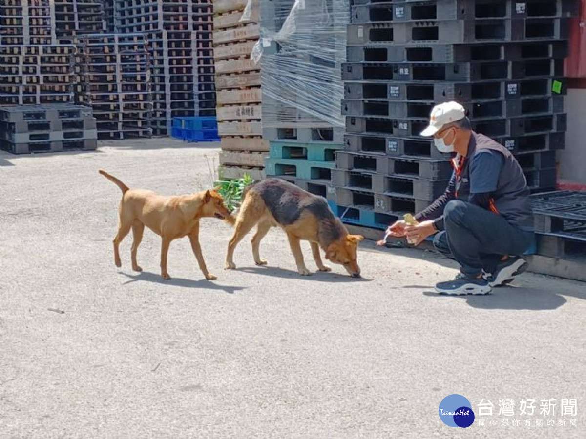 桃園市積極解決遊蕩動物問題，動物管制業務績效獲肯定