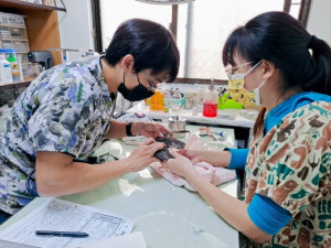 桃園市府致力野生動物保育全年無休