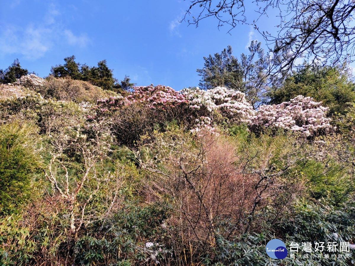 111年3月20日大鐵杉周邊杜鵑花色紅、粉紅、白色花海繽紛 （ 圖片/玉管處提供）