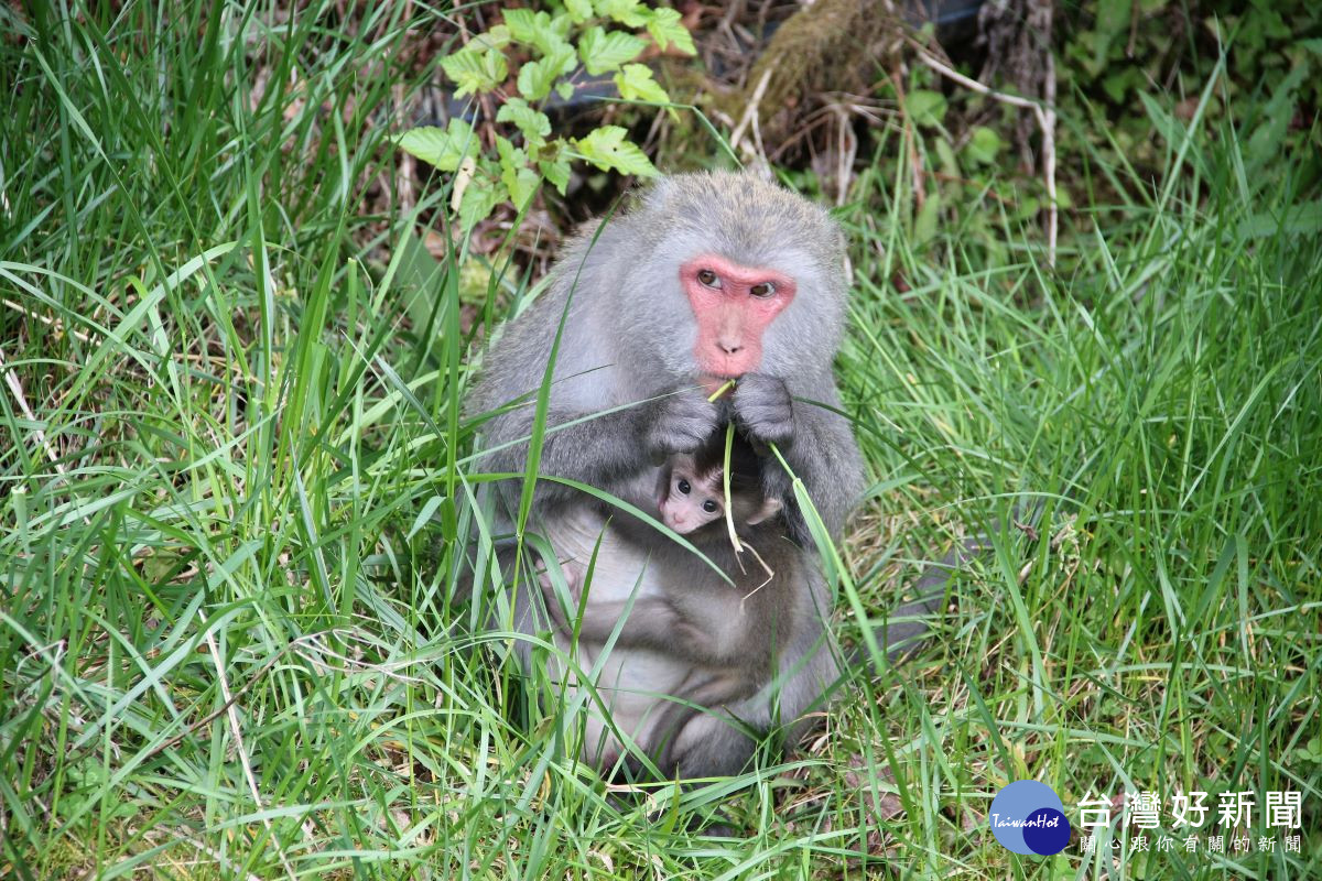 臺灣獼猴母子在草地恣意吃草，才屬於野生動物生態習性（ 圖片/玉管處提供）