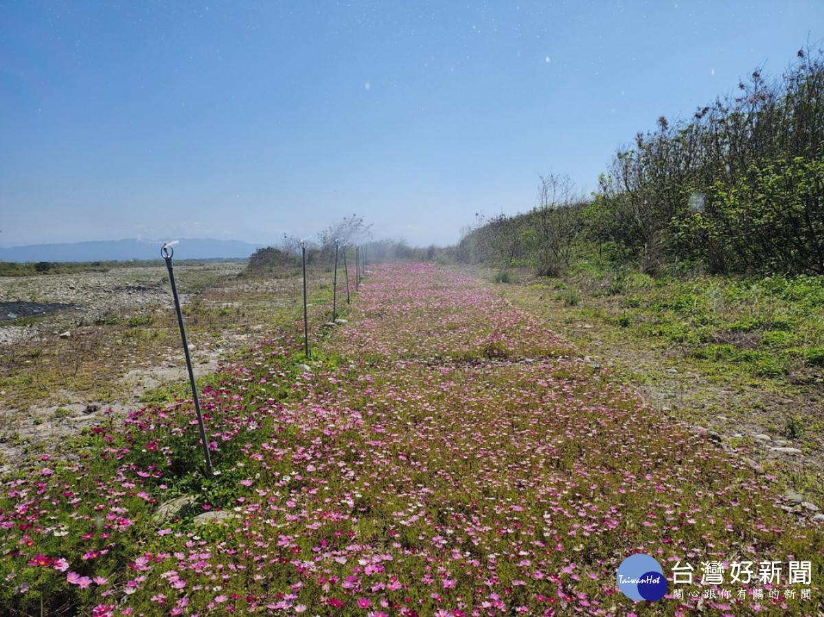 中市AI智慧水線防制河川揚塵 河道變身波斯菊花海