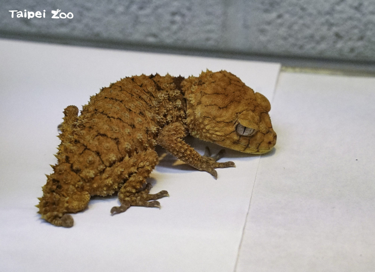 棘皮瘤尾守宮（圖／台北市立動物園）