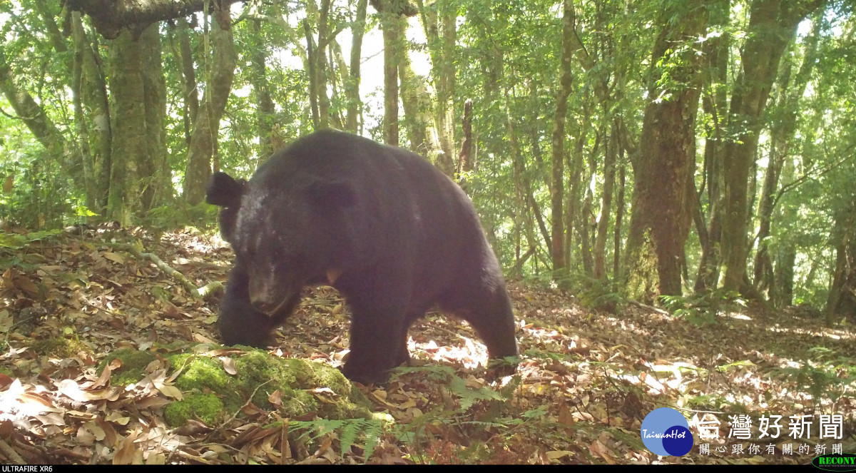 公民科學家參與東部園區野生動物調查協助監測裝設紅外線相機拍攝到臺灣黑熊（圖片/玉管處提供）