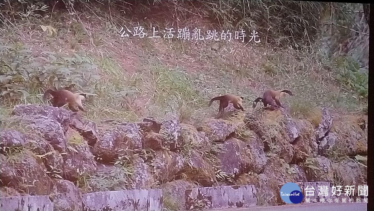 黃喉貂公路上活蹦亂跳的時光。（ 玉管處研究員印莉敏分享）