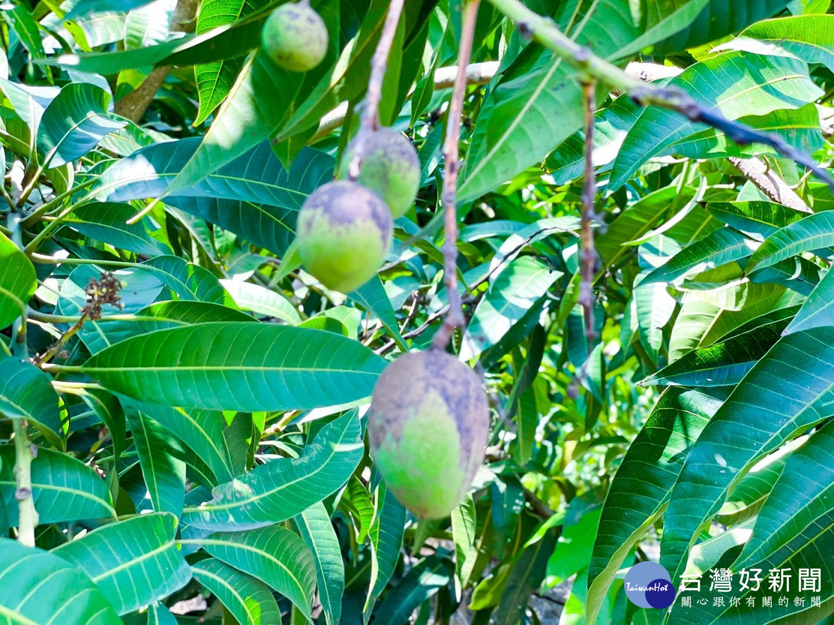 清明酸雨造成金蜜芒果枯萎花穗黑化　立委邀農糧署進行勘災要求救助