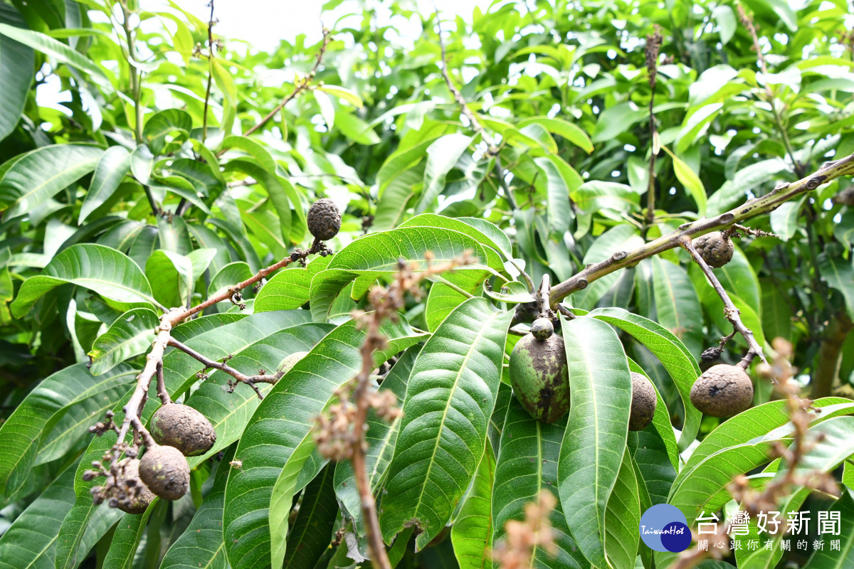 芒果受災現況。圖／彰化縣政府提供