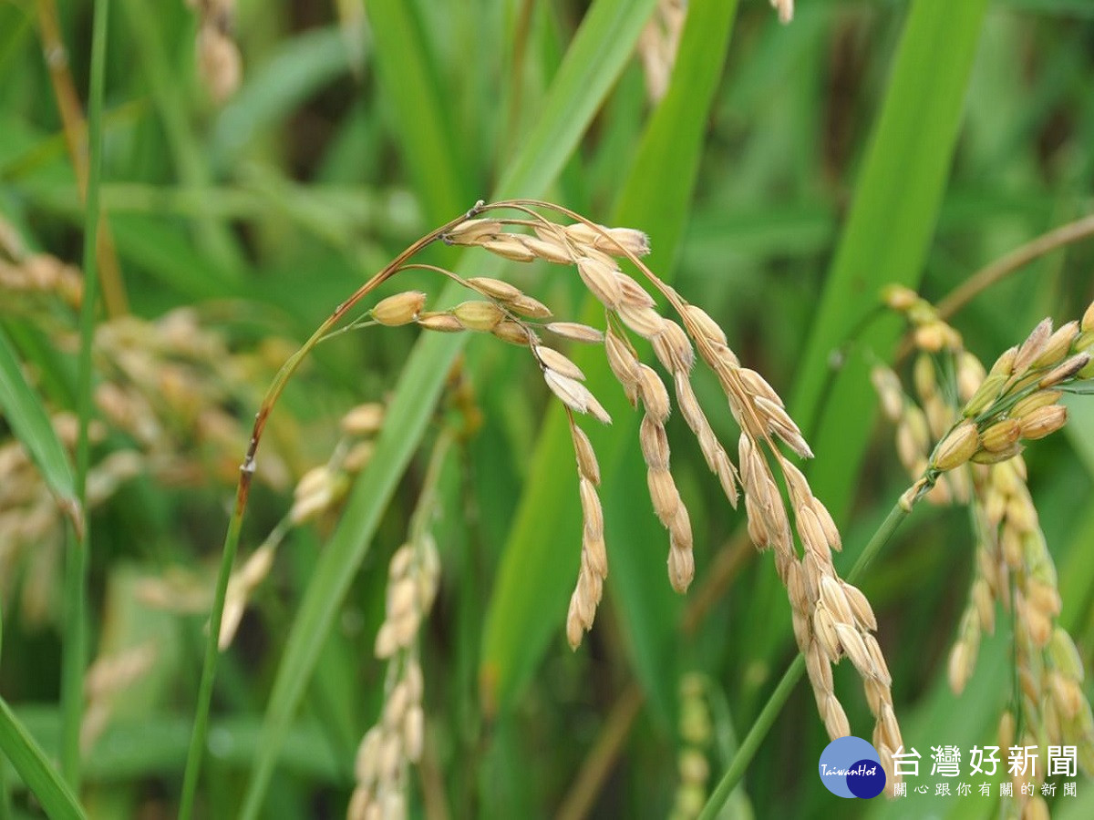 梅雨鋒面接續來襲潮濕環境　中區農改場籲農加強防範水稻穗稻熱病