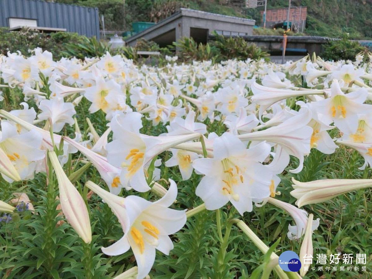 台灣百合是台灣的特有種，春夏更迭之際憑山依海挺立綻放