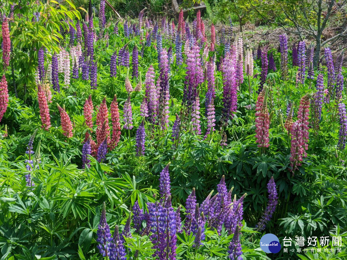 彩色魯冰花是紐西蘭南島最美的花朵，福福壽山農場特別引進色彩繽紛的品種種植。
