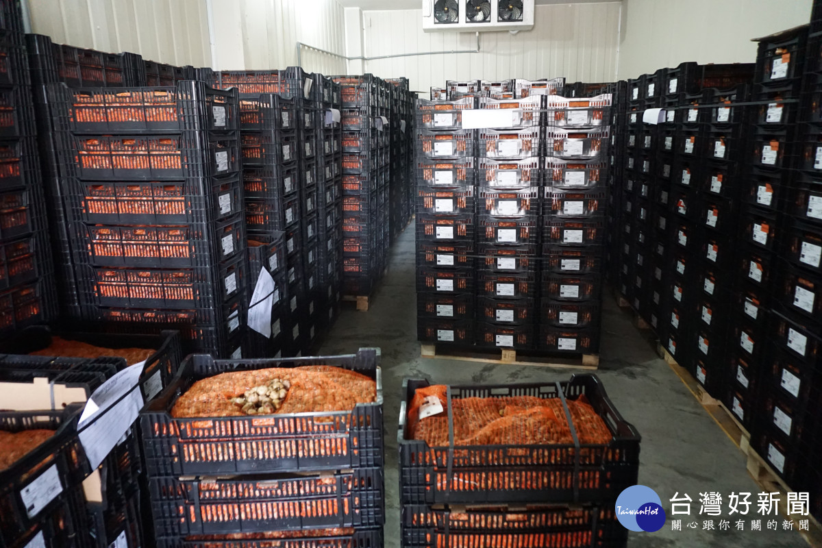 后里美地公司開啟2只貨櫃，提供400多萬顆種球，讓花農提貨種植。